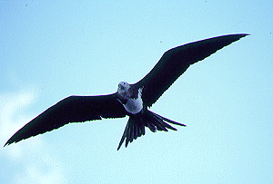 �O���J���h��