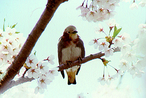 �R���N�h��