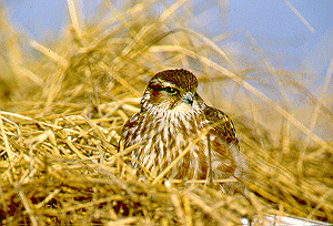 �R�`���E�Q���{�E