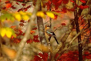 �~���}�J�P�X