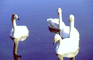 �I�I�n�N�`���E