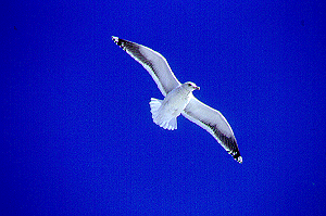 �Z�O���J����