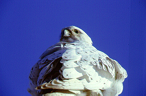 �V���n���u�T