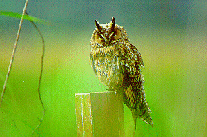 �g���t�Y�N