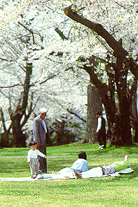 青葉ヶ丘公園・桜の季節