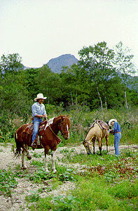 �z�[�X�g���b�L���O