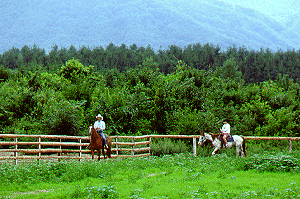 �z�[�X�g���b�L���O