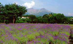 �I�j�E�V����