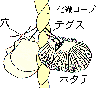 耳吊り図
