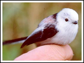 野鳥データ