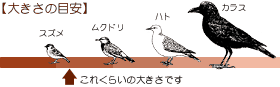 スズメよりやや大きい