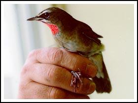 野鳥データ
