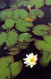 エゾノヒツジグサ （スイレン科）