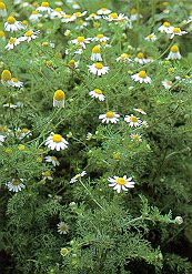 カミツレモドキ (キク科)