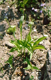販売停止中 カラスビシャク ポット苗 販売停止中 カラスビシャク