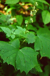 ミミコウモリ （キク科）